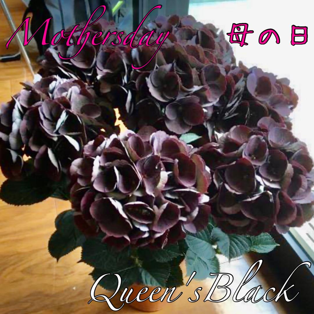 コピー：母の日予約　アジサイ　クイーンズブラック　6号 高級品種1枚目の画像