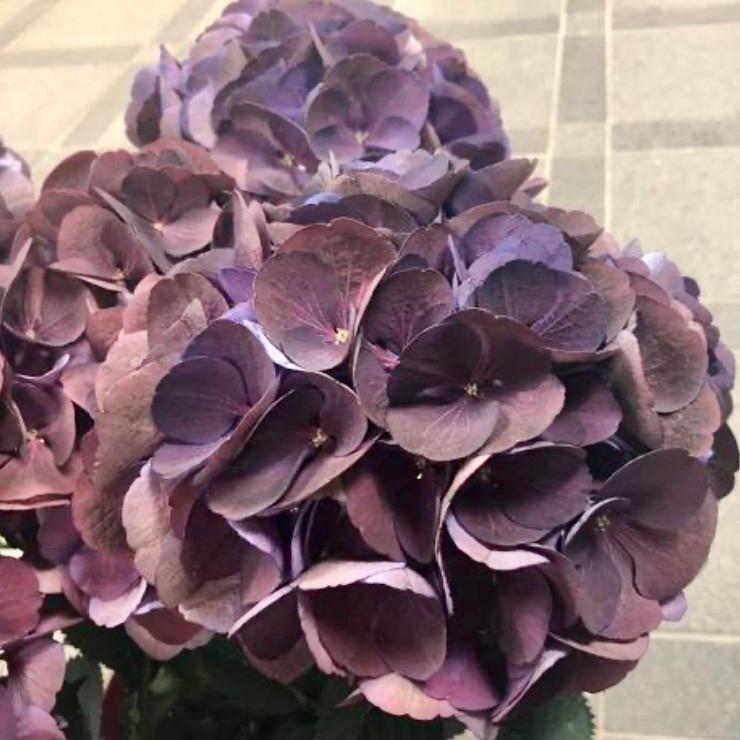 コピー：母の日予約　アジサイ　クイーンズブラック　6号 高級品種 | 2枚目