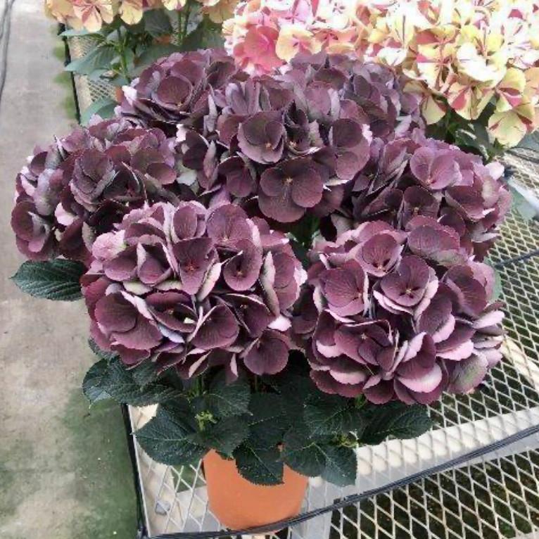 コピー：母の日予約　アジサイ　クイーンズブラック　6号 高級品種 | 4枚目