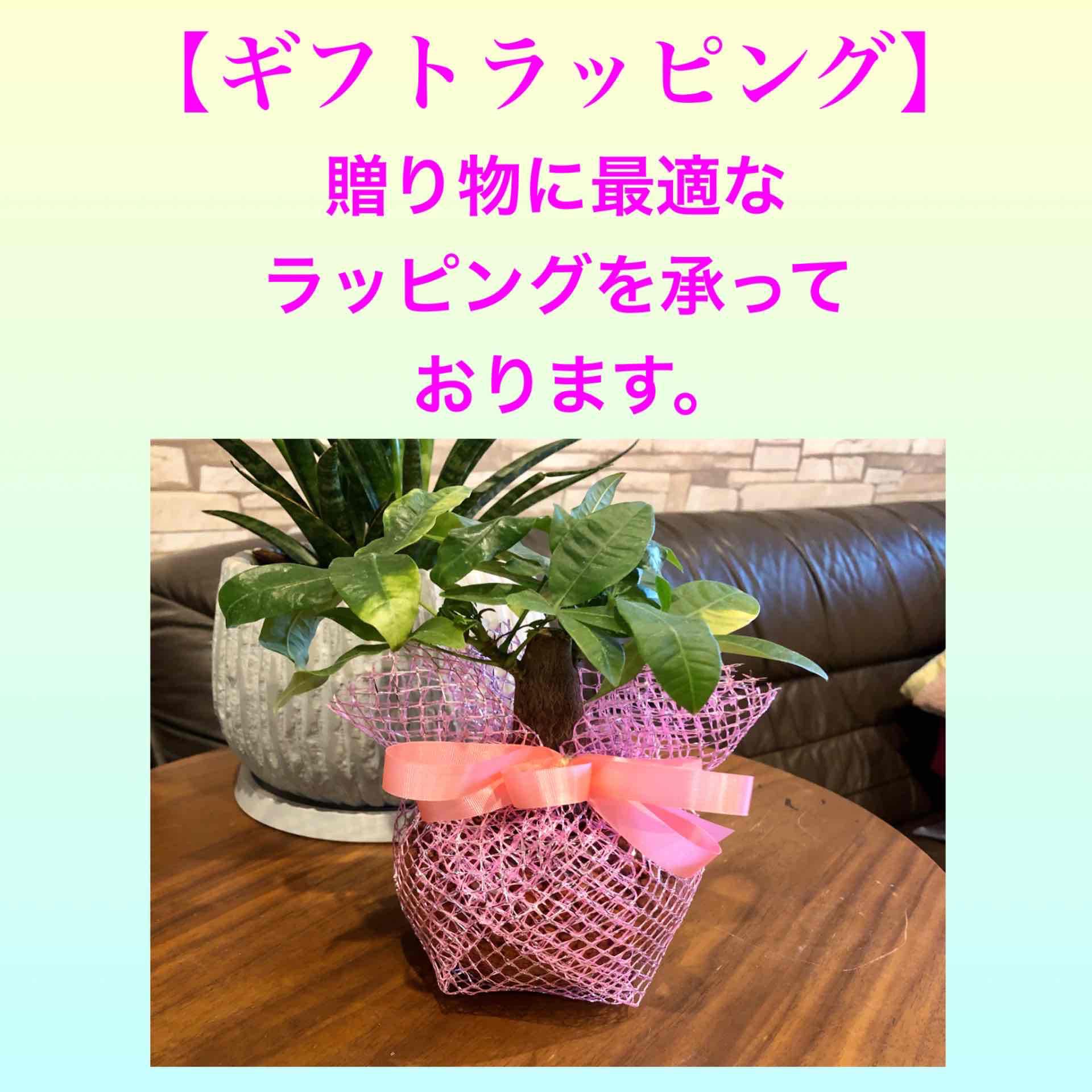 コピー：母の日予約　アジサイ　クイーンズブラック　6号 高級品種 | 6枚目